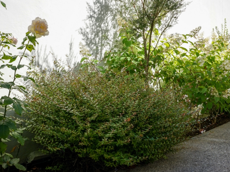 Airial Paysages Paysagiste Bassin Arcachon Creation De Jardin 18