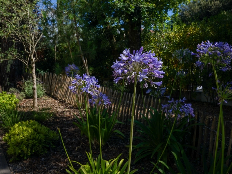 Airial Paysages Paysagiste Bassin Arcachon Creation De Jardin 3
