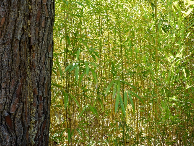 Airial Paysages Paysagiste Bassin Arcachon Creation De Jardin 4